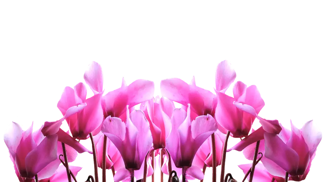 Primel - Foto: div. / pixabay