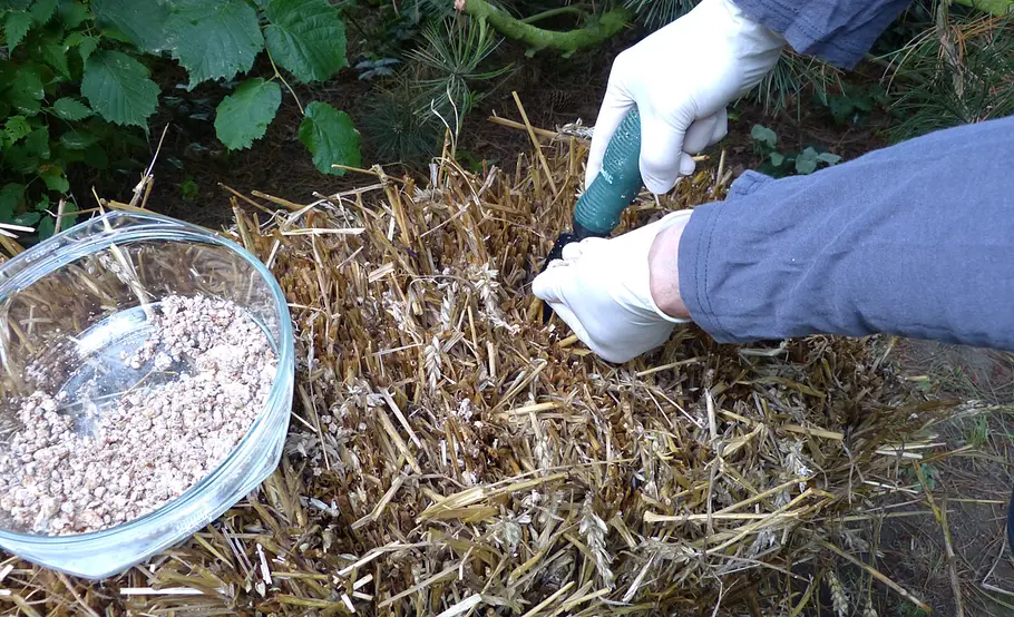 Pilzzucht im Strohbeet