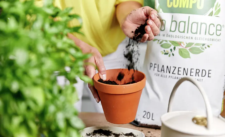 Regrow: Süßkartoffeln vermehren
