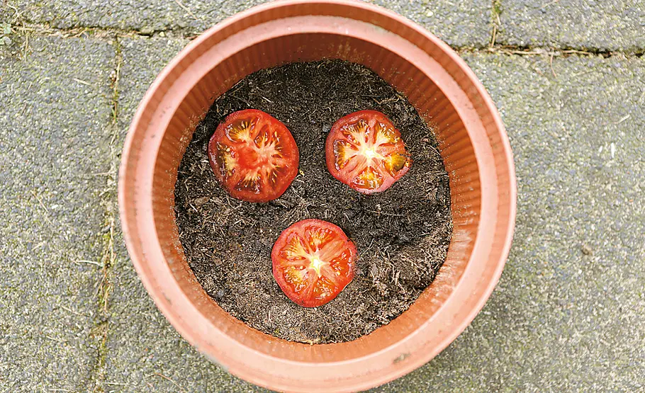 Tomaten ziehen