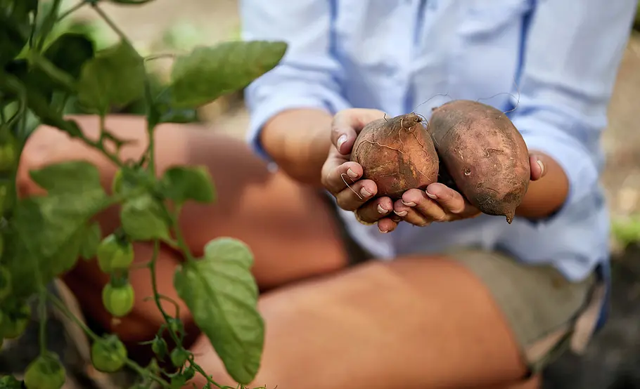 Regrow: Süßkartoffeln vermehren