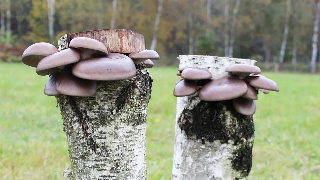 Pilze auf Holz selber züchten - Foto: sidm / GB Pilze auf Holz selber züchten - Foto: sidm / GB