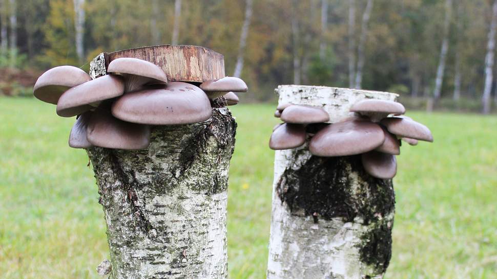 Pilze auf Holz selber züchten - Foto: sidm / GB