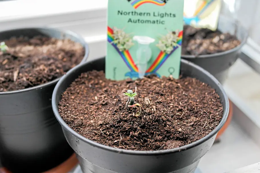 Cannabis-Anbau: Keimlinge einpflanzen Ein eingepflanzter Keimling in einem schwarzetn Topf mit Erde. Im Hintergrund ist das Schild zu sehen, auf dem die Cannabis-Sorte steht: Northern Lights Automatic.
