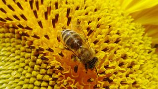 Haus für wilde Bienen bauen - Foto: sidm/TH