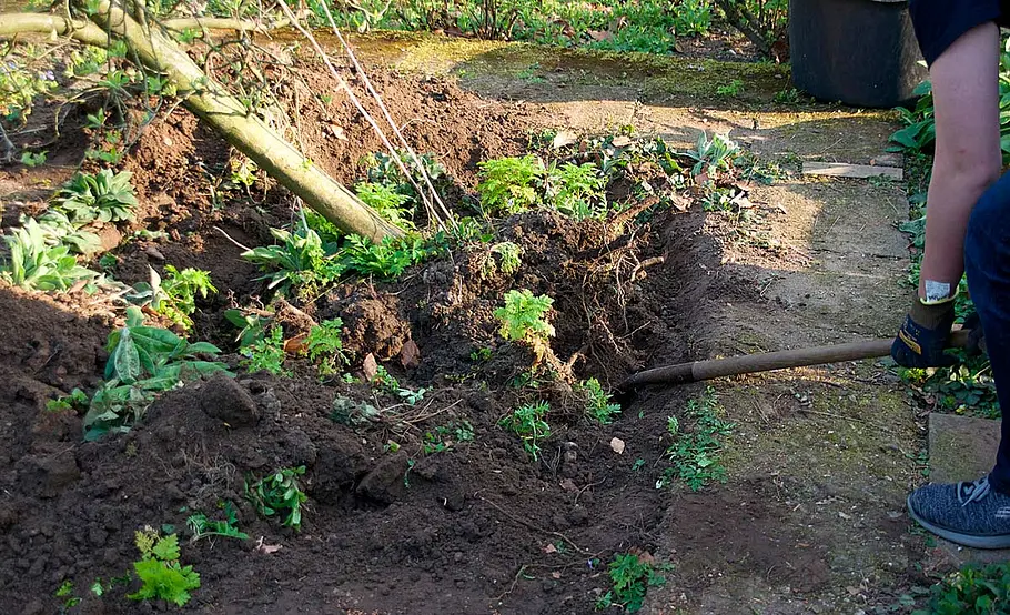 Obstbaum versetzen