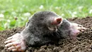 Maulwurf guckt aus Maulwurfshügel - Foto: Santia2 / iStockphoto