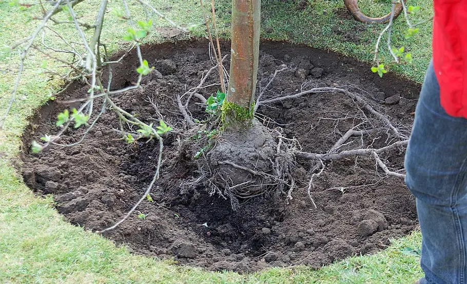 Obstbaum versetzen