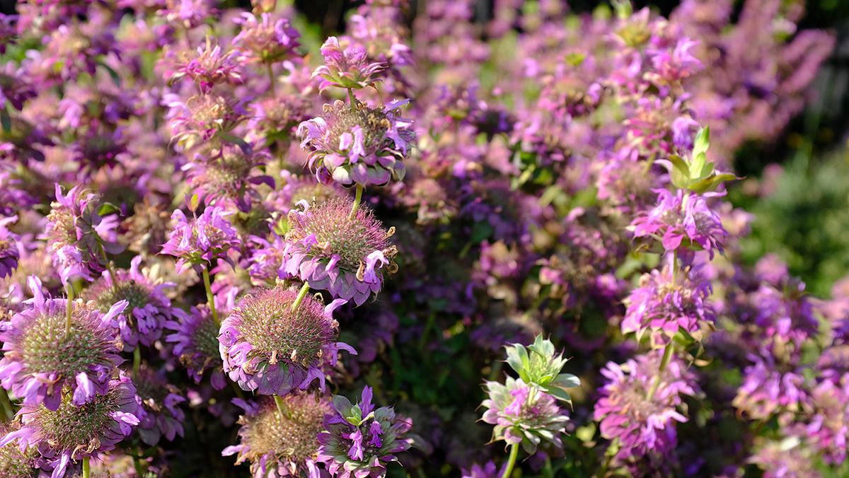 Pinke Zitronen-Monarden