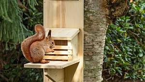 Eichhörnchen-Futterhaus vom NABU - Foto: sidm/MMM