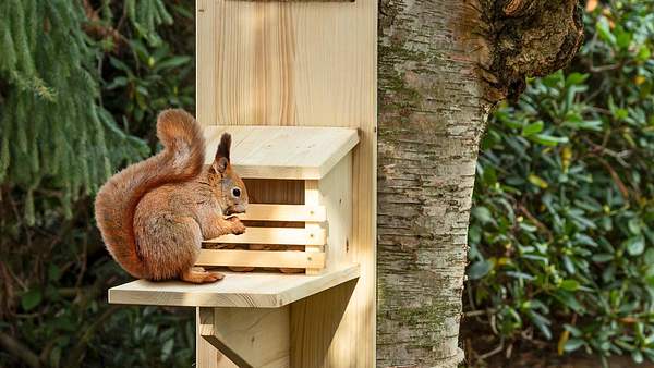 Eichhörnchen-Futterhaus vom NABU - Foto: sidm/MMM