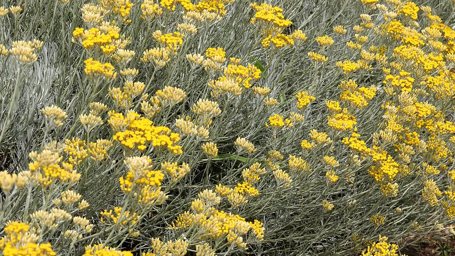 Feld mit gelben italienischen Strohblumen