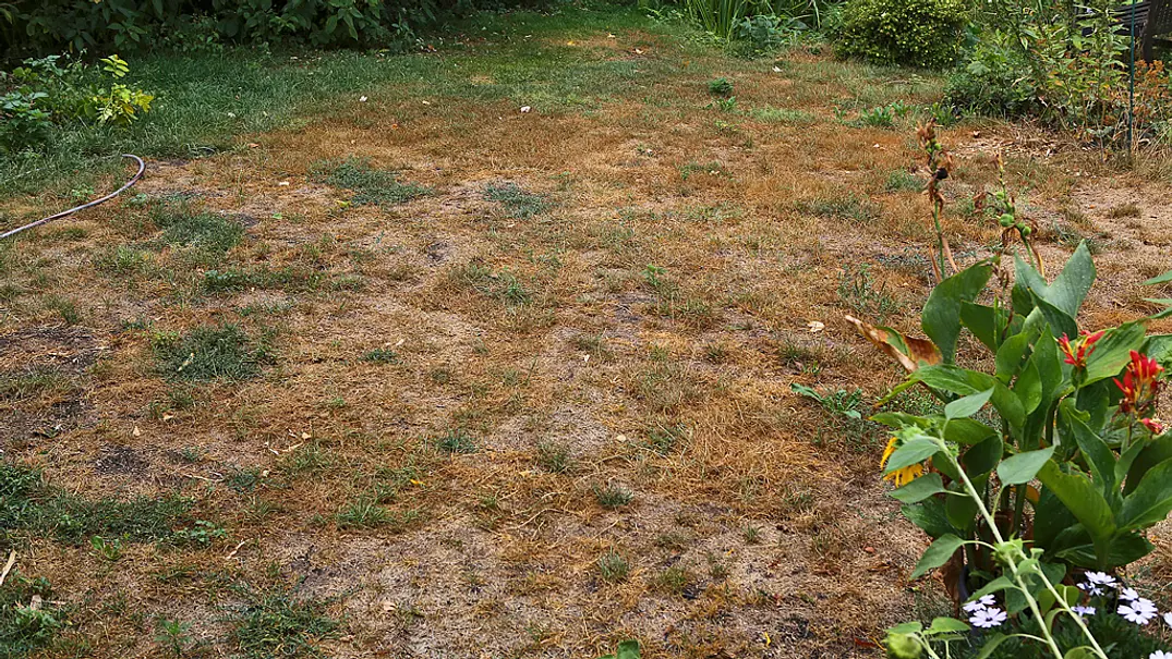 Droht auch 2019 die Ernte zu verdorren? - Foto: sidm / TH Droht auch 2019 die Ernte zu verdorren? - Foto: sidm / TH