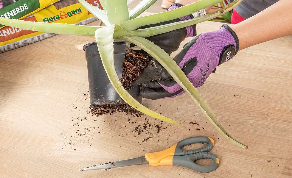 Topfpflanzen | Selbst