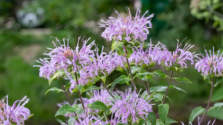 Monarda fistulosa Violette Wilde-Indianernesseln
