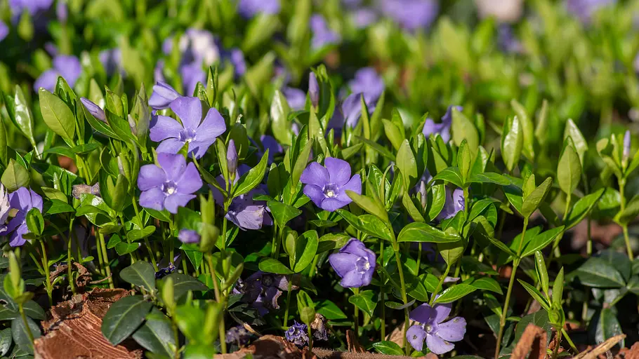 Immergrün Vinca minor