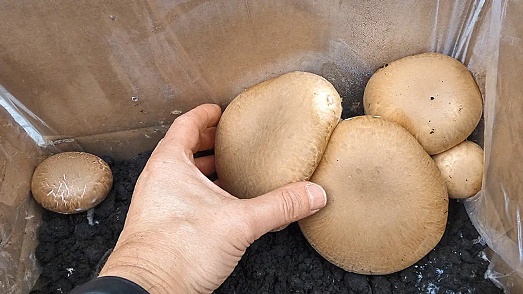 Champignons züchten - Foto: sidm / GB Champignons züchten - Foto: sidm / GB