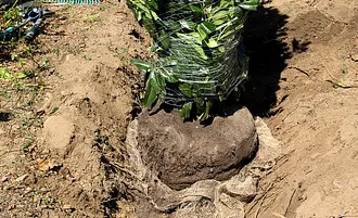 monstera small form vs large form Monstera Deliciosa Mint Variegated (Large Form) *Grower's Choice* main image 1