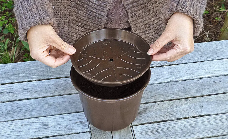 Pilzzucht auf Kaffeesatz