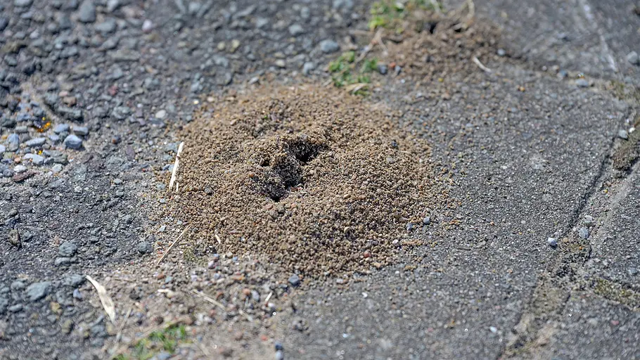 Wegameise-Nest Ein Ameisenhügel aus lockerem Sand und Erde ragt auf einem gepflasterten Weg mit kleinen Kieselsteinen hervor.