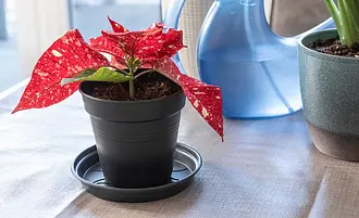 So vermehren Sie Weihnachtssterne | Selbst