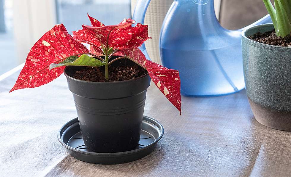 So vermehren Sie Weihnachtssterne | Selbst