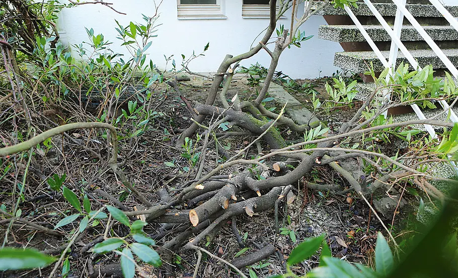 Sträucher radikal zurückschneiden