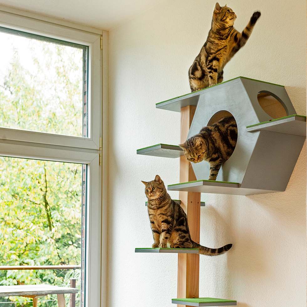 Katzenhhle | Selbst