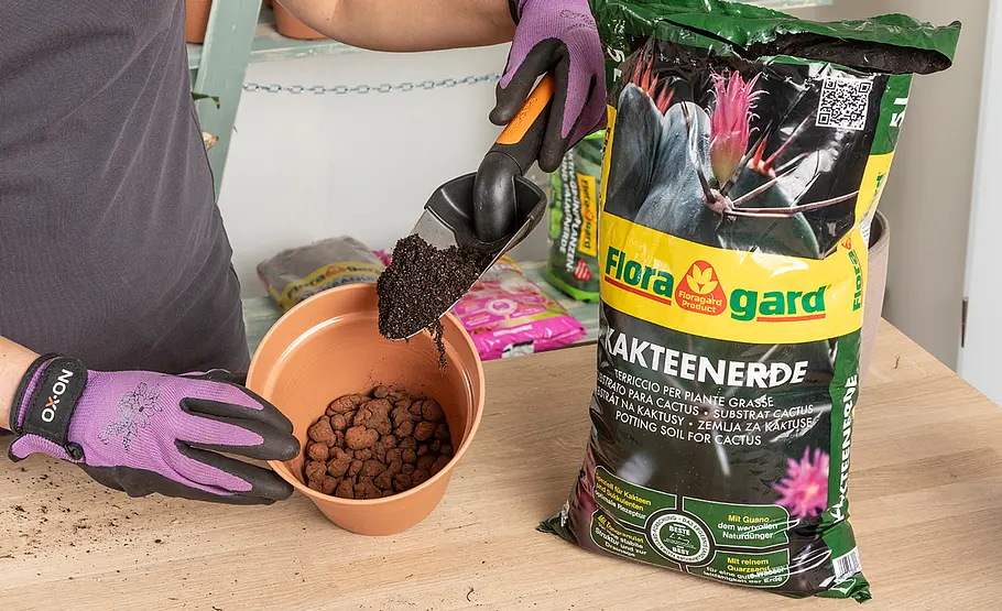 Aloe Vera umtopfen