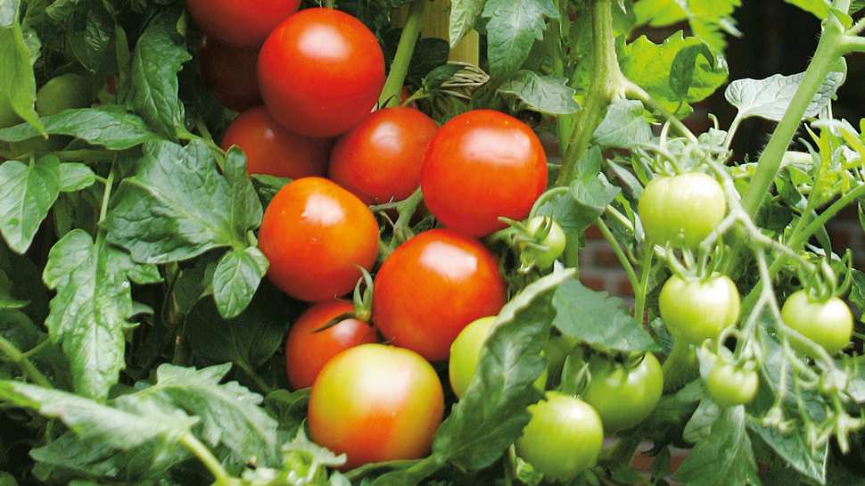 Tomaten selbst aussäen - Foto: sidm / TH