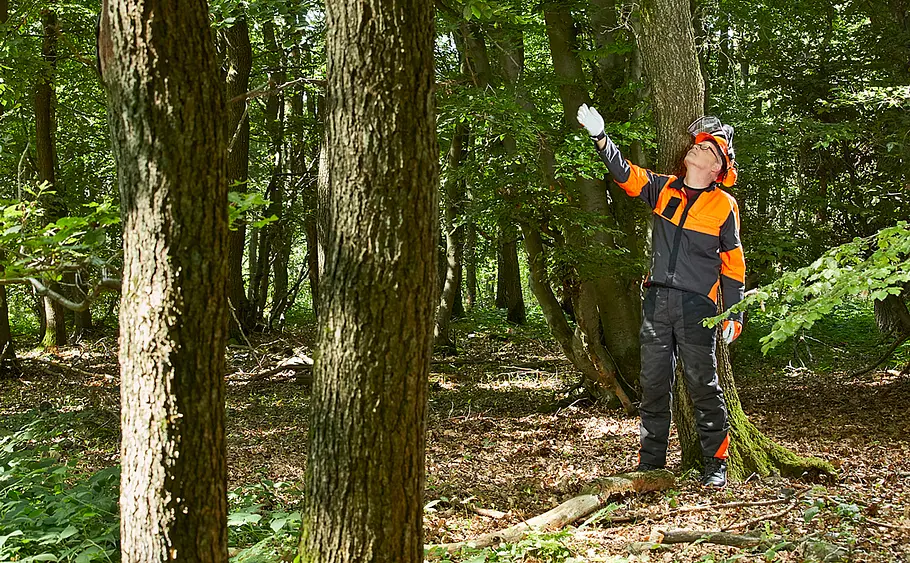 Vorbereitung zum Baum fällen