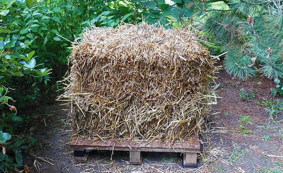 Pilzzucht im Strohbeet