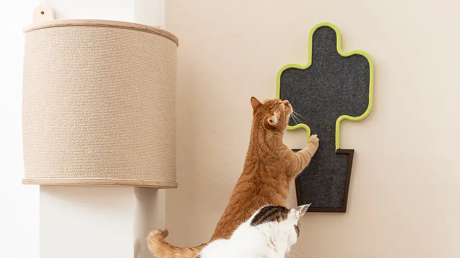 Katzen-Kratzbrett: Kaktus Eine rot getigerte Katze kratzt an einem Kratzbrett, eine weiße Katze sitzt daneben und schaut zu.