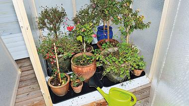 Das müssen Sie jetzt tun, damit Ihre Kübelpflanzen im Gewächshaus überwintern können - Foto: sidm / LG