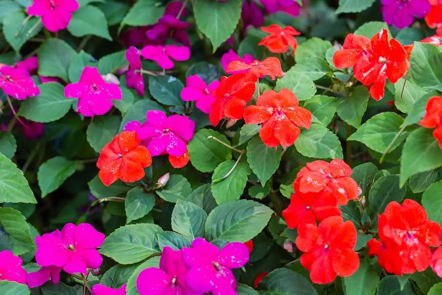 Fleißige Lieschen (Impatiens walleriana) zweifarbige Fleißige Lieschen (Impatiens walleriana)