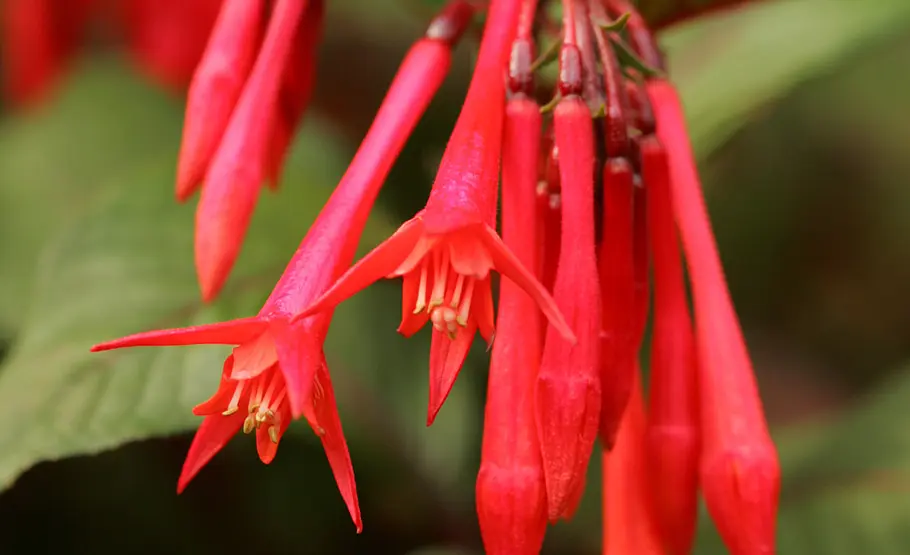 Farbenfrohe Fuchsien: Pflege und Vermehrung