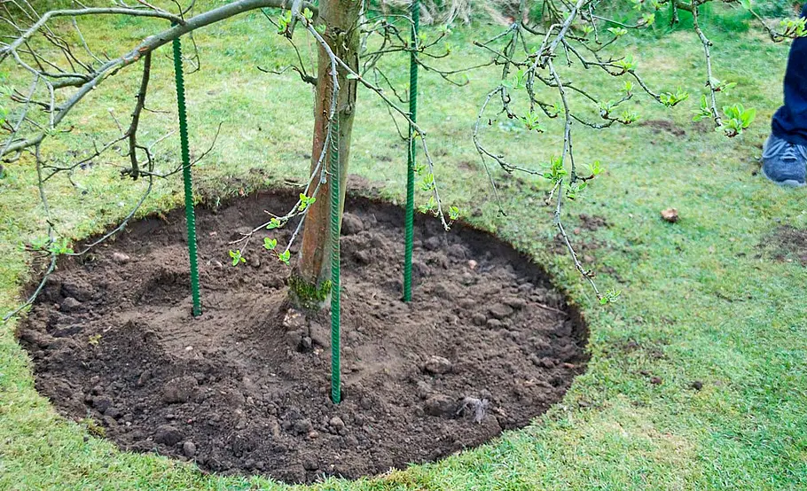 Obstbaum versetzen