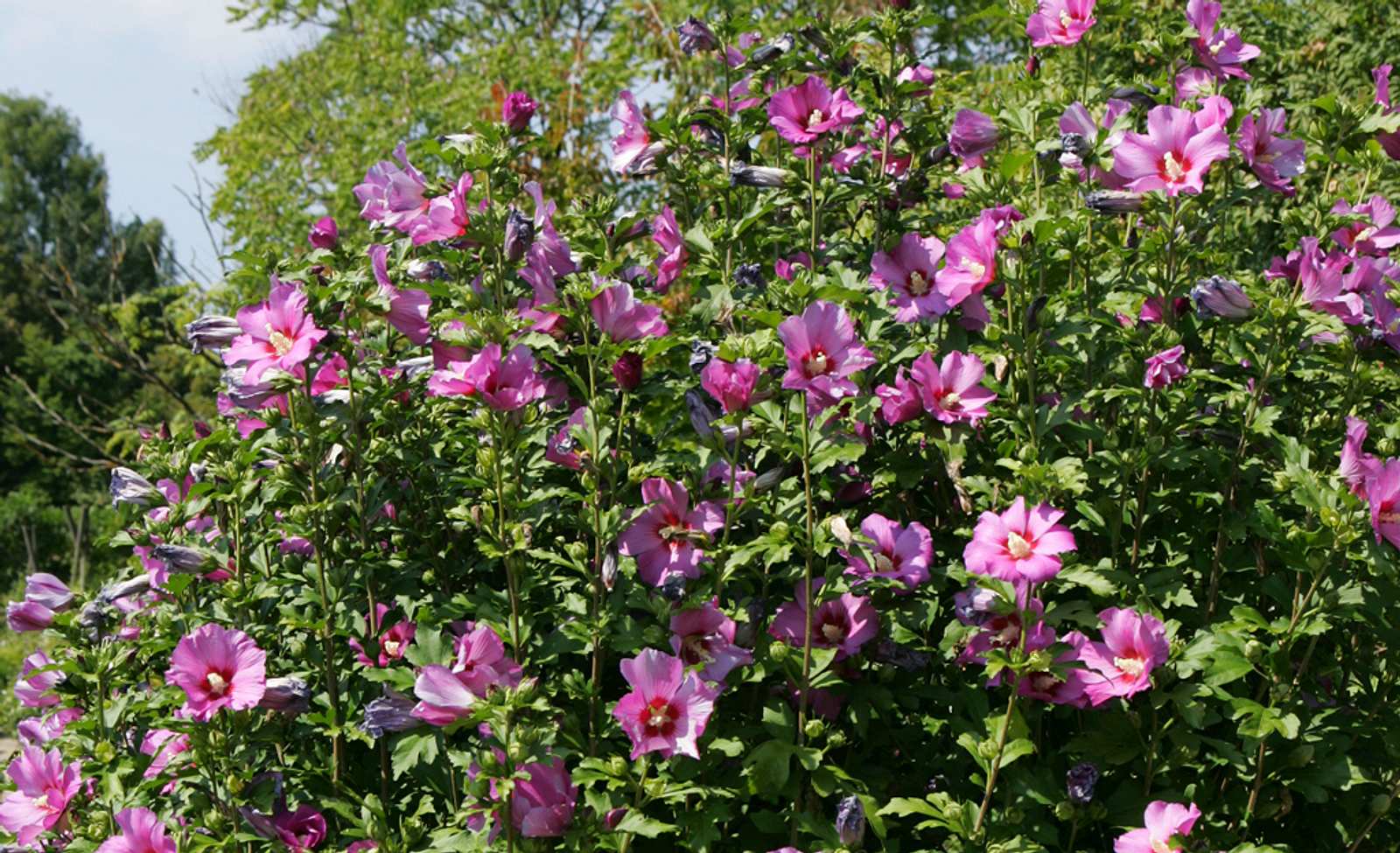 Hibiskus pflegen selbst.de