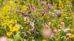 Blumenwiese anlegen - Foto: Hersteller/Neudorff