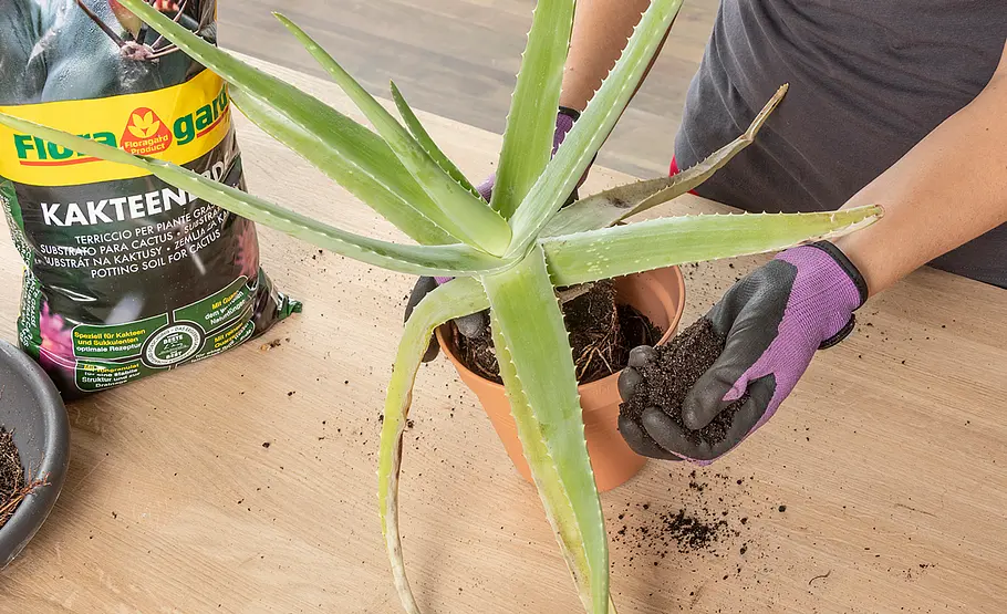 Aloe Vera umtopfen