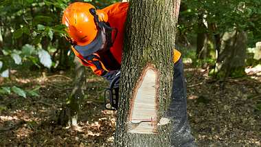 Bäume fällen im Wald - Foto: sidm / CK