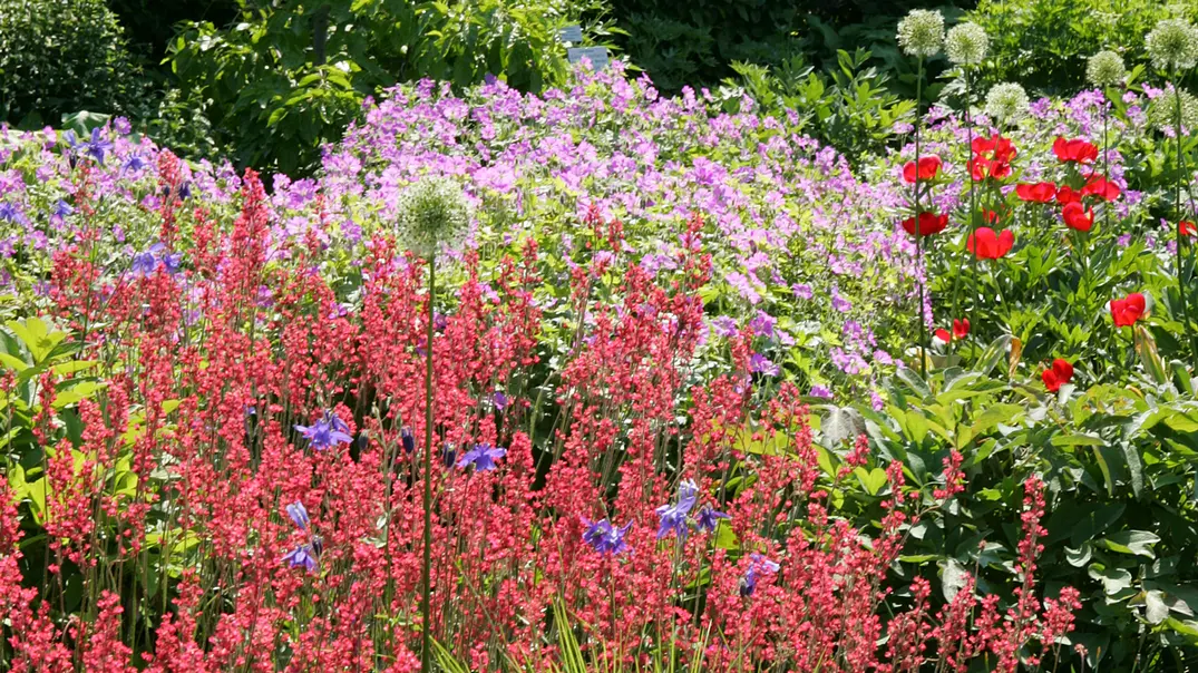 Staudenbeet planen und anlegen - Foto: sidm / TH Staudenbeet planen und anlegen - Foto: sidm / TH