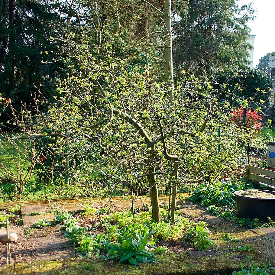 Obstbaum versetzen