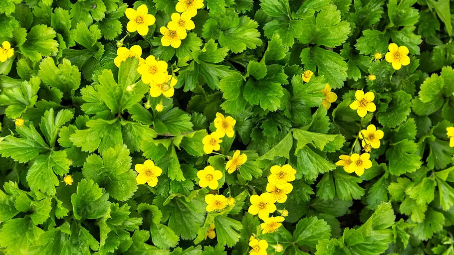 Golderdbeere Waldsteinia