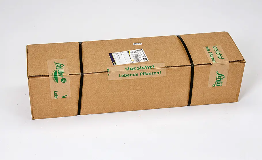Pflanzen online kaufen