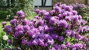 Die besten Pflegetipps für Rhododendron im Garten - Foto: sidm / TH