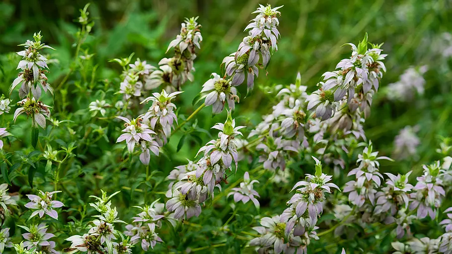 Monarda punctata Gepunktete Indianernesseln