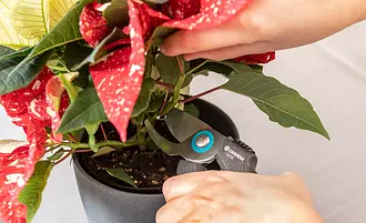 So vermehren Sie Weihnachtssterne | Selbst