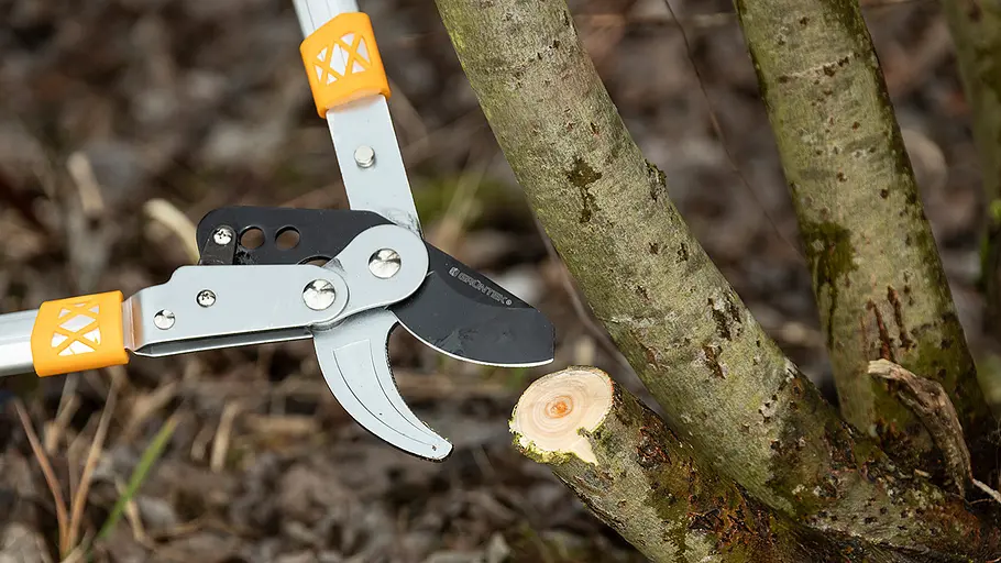 Astscheren-Test Frischholz Eine Astschere mit orangefarbenen Griffen schneidet einen dicken Ast an einem Baum sauber ab.