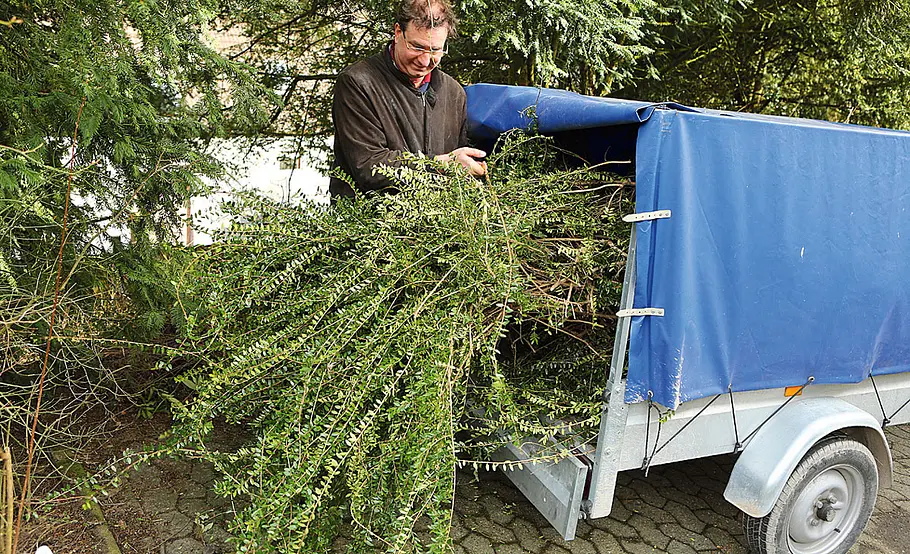 Sträucher radikal zurückschneiden